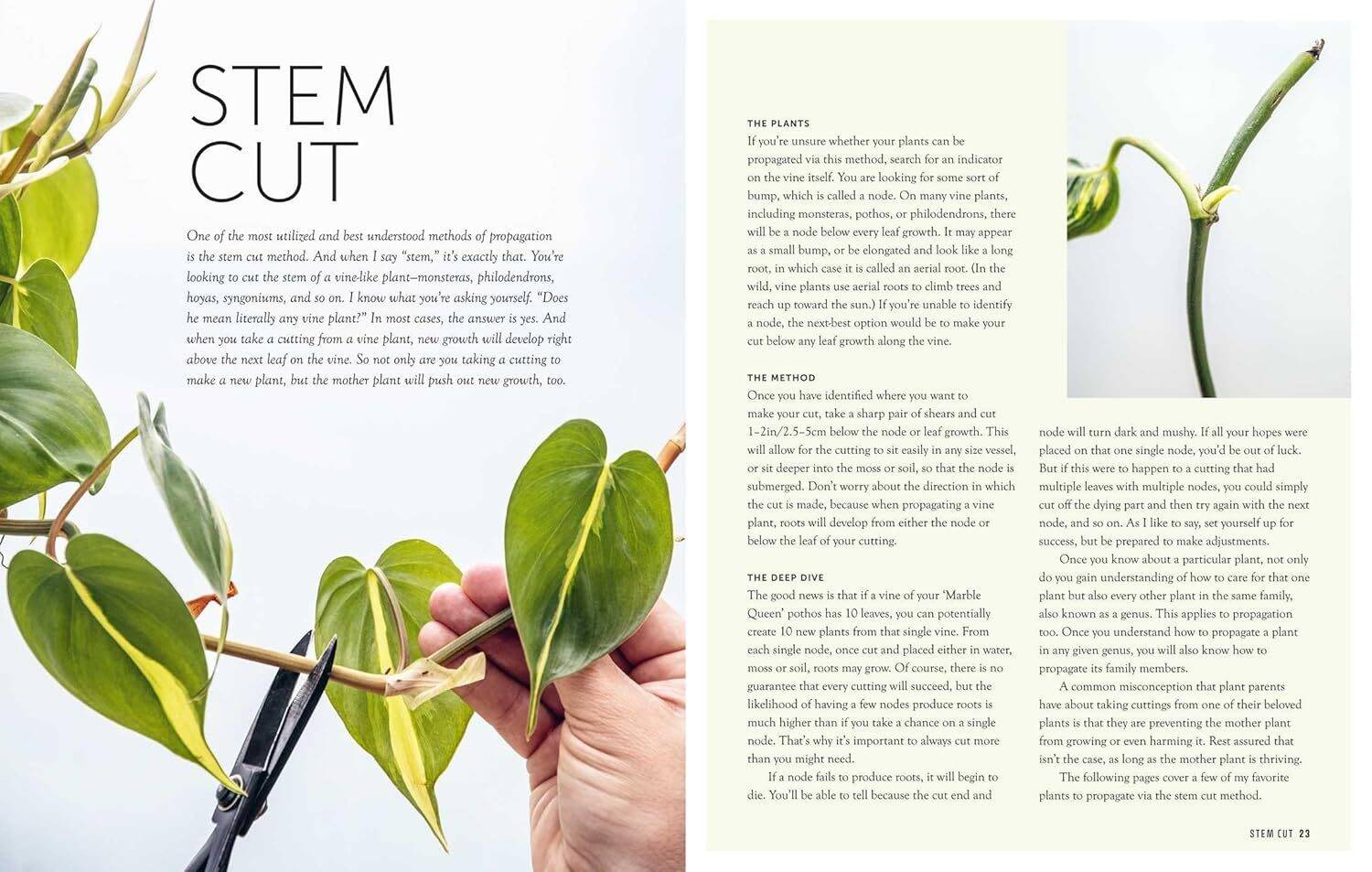 The Propagation Handbook: A guide to propagating houseplants - Image 3