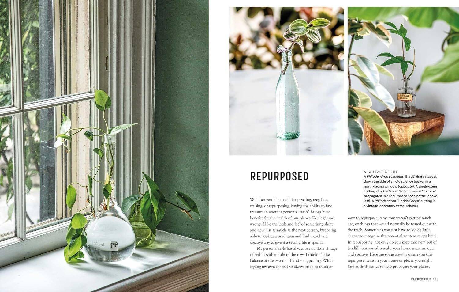 The Propagation Handbook: A guide to propagating houseplants - Image 4