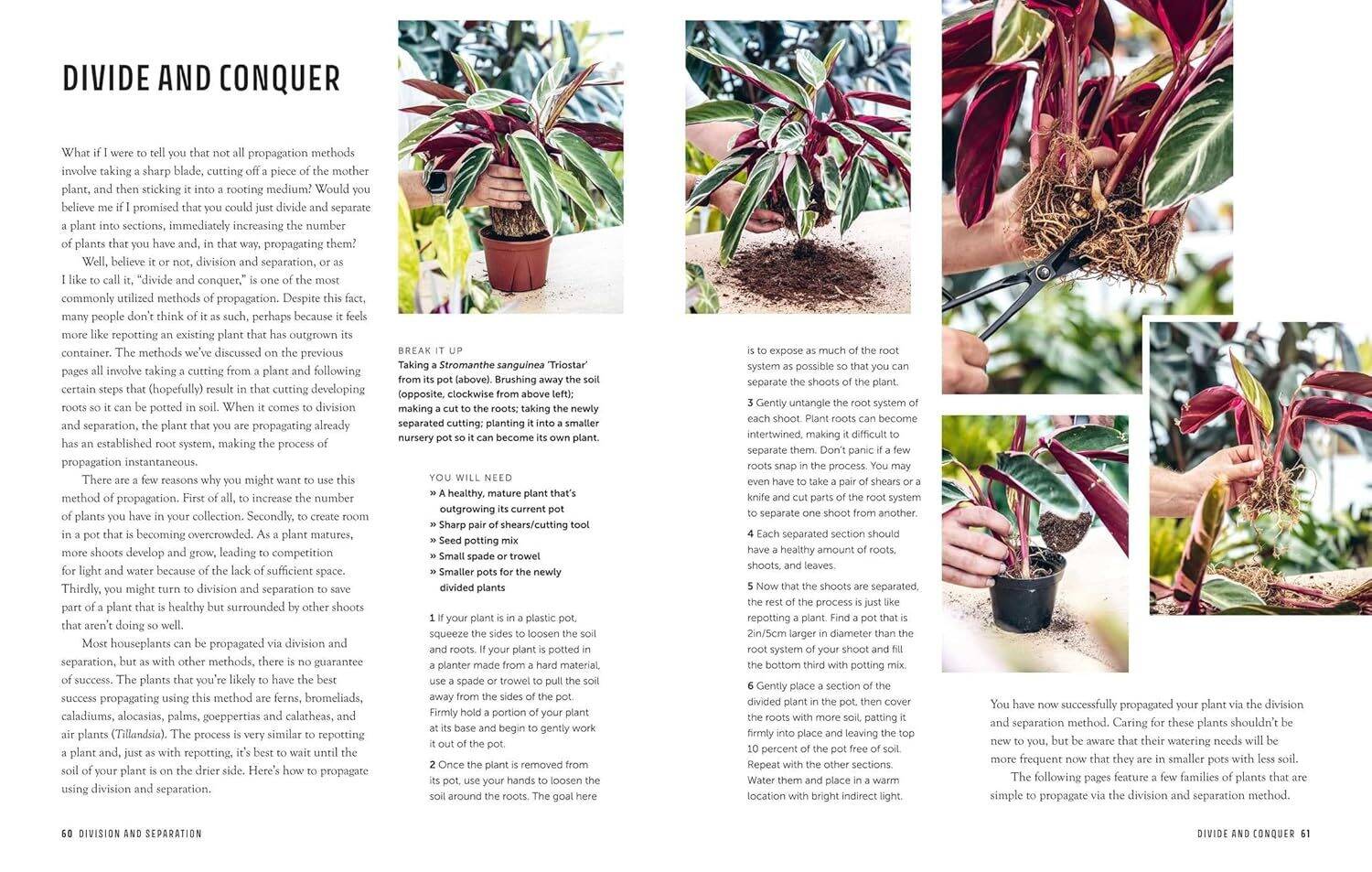 The Propagation Handbook: A guide to propagating houseplants - Image 7